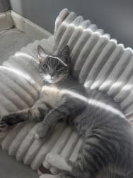 Lost Male Cat last seen Firestone, South Gate, CA 90280