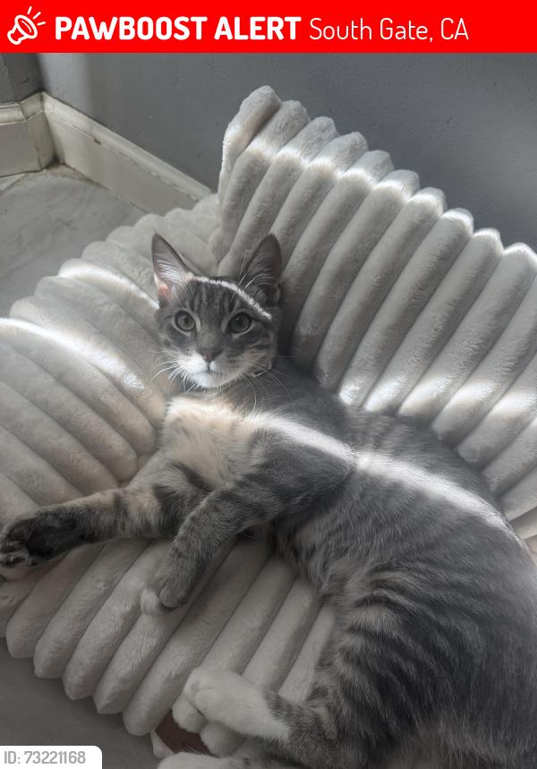 Lost Male Cat last seen Firestone, South Gate, CA 90280