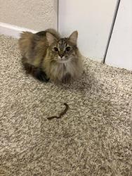 Lost Female Cat last seen Ironwood at the Ranch apmt complex, Westminster, CO 80234