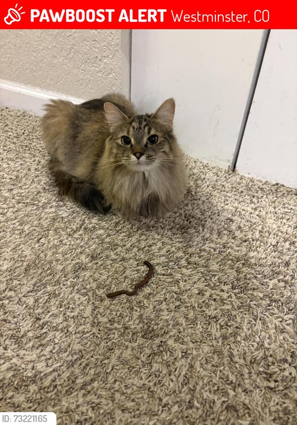 Lost Female Cat last seen Ironwood at the Ranch apmt complex, Westminster, CO 80234