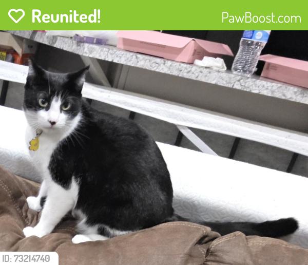 Reunited Female Cat last seen Ash Lane, Sioux City, IA 51105