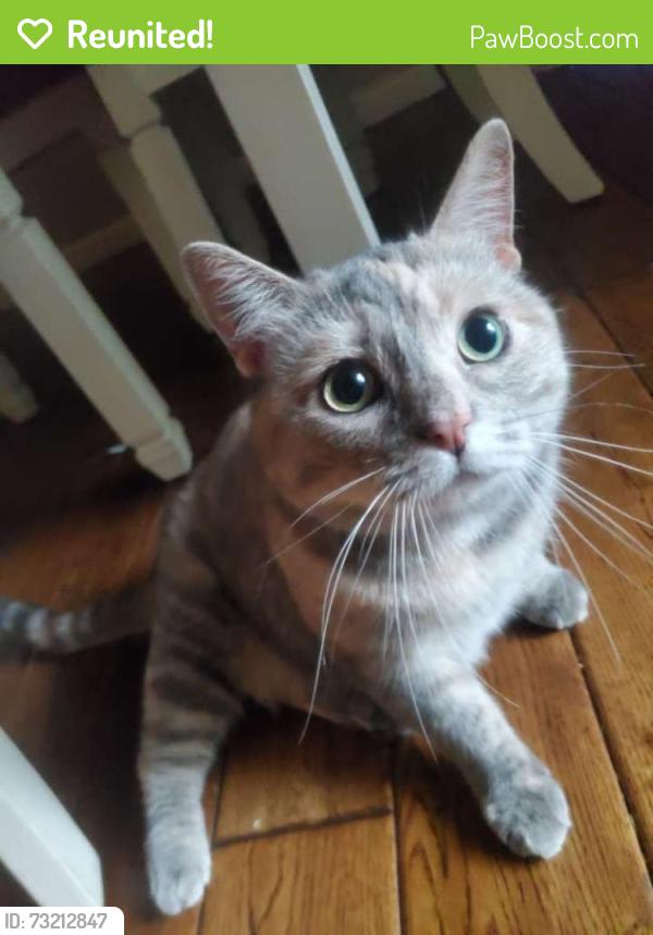 Reunited Female Cat last seen Maize Road, Wichita, KS 67212