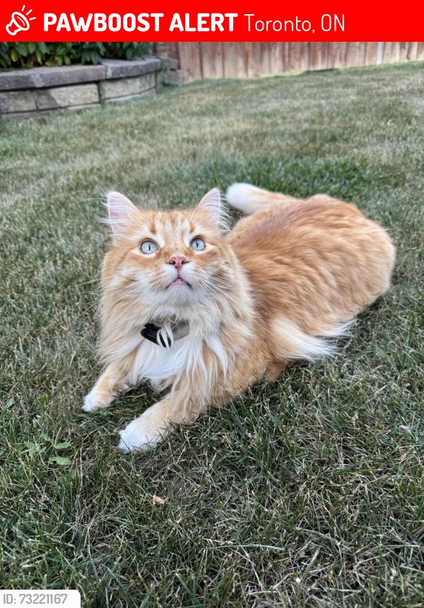 Lost Male Cat last seen Elmcliffe Court and Silverstone Drive, Toronto, ON 