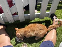 Reunited Male Cat last seen Linden st, Emeryville, CA 94608