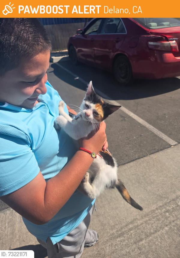 Found/Stray Female Cat last seen Near Del Sol Pkwy, Delano, CA 93215, Delano, CA 93215