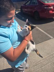 Found/Stray Female Cat last seen Near Del Sol Pkwy, Delano, CA 93215, Delano, CA 93215