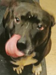 Lost Male Dog last seen Mario Farias Park, San Antonio, TX 78207