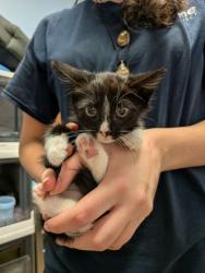 Shelter Stray Female Cat last seen Near Panthersville Rd, Decatur, GA 30034, 30034, GA, 3280 Chamblee Dunwoody Rd, Chamblee, GA 30341, USA