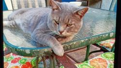 Lost Male Cat last seen Saddle Strap Row and Oak Forest Ln off Clock Tower Pkwy in Beacon Woods, Hudson, FL 34667