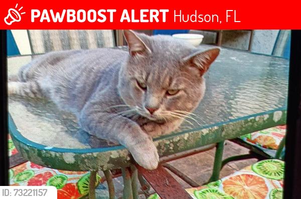 Lost Male Cat last seen Saddle Strap Row and Oak Forest Ln off Clock Tower Pkwy in Beacon Woods, Hudson, FL 34667