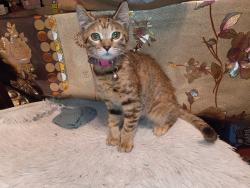 Found/Stray Female Cat last seen Senior center, Fontana, CA 92335