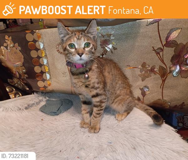 Found/Stray Female Cat last seen Senior center, Fontana, CA 92335