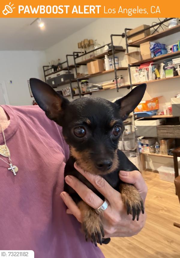 Found/Stray Unknown Dog last seen Wilton and Lexington, Los Angeles, CA 90038