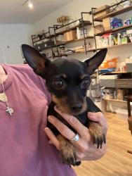 Found/Stray Unknown Dog last seen Wilton and Lexington, Los Angeles, CA 90038