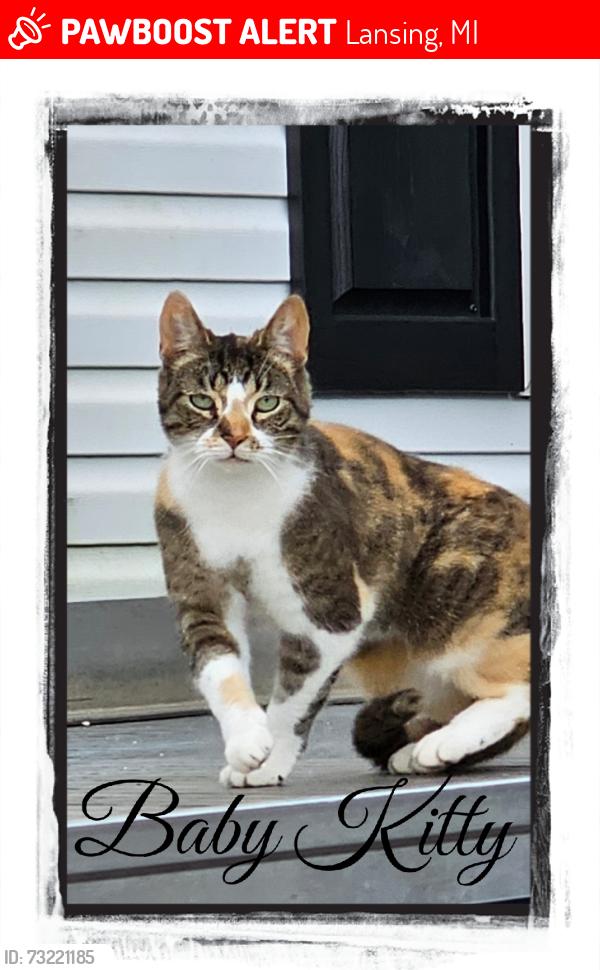 Lost Female Cat last seen Cavanaugh burchfield, Lansing, MI 48910