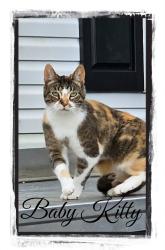 Lost Female Cat last seen Cavanaugh burchfield, Lansing, MI 48910
