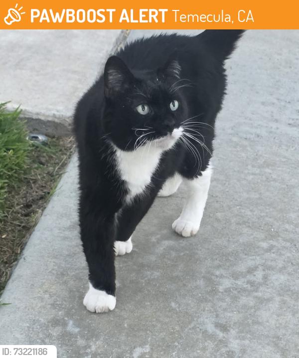 Found/Stray Unknown Cat last seen Kent Hintergardt Memorial Park, Temecula, CA 92592