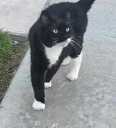 Found/Stray Unknown Cat last seen Kent Hintergardt Memorial Park, Temecula, CA 92592