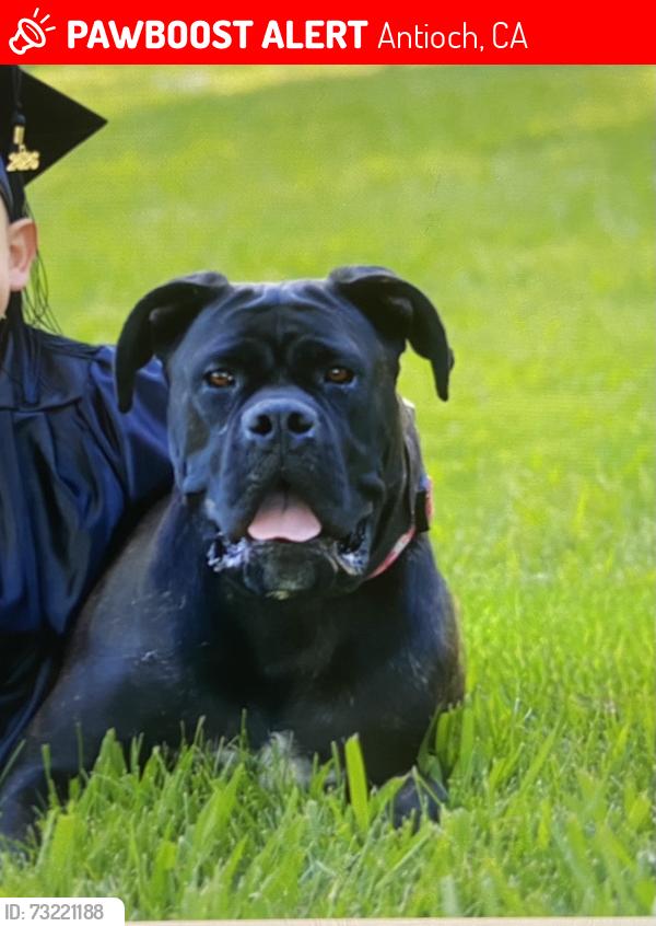 Lost Female Dog last seen Washington way, Antioch, CA 94509
