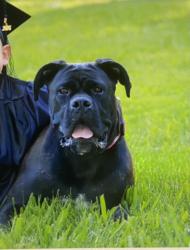 Lost Female Dog last seen Washington way, Antioch, CA 94509