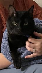 Reunited Unknown Cat last seen Near N Bennett St, in downtown Southern Pines, Southern Pines, NC 28387