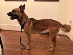 Found/Stray Female Dog last seen Yale and 6th, Houston, TX 77007