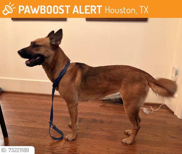 Found/Stray Female Dog last seen Yale and 6th, Houston, TX 77007