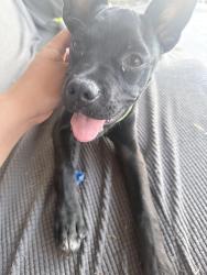 Lost Male Dog last seen San Bernardino high school, San Bernardino, CA 92408