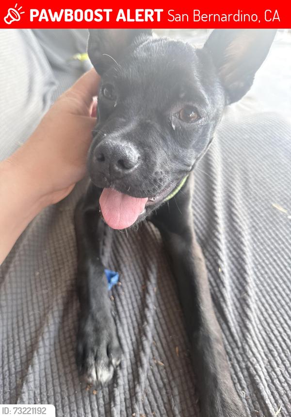 Lost Male Dog last seen San Bernardino high school, San Bernardino, CA 92408