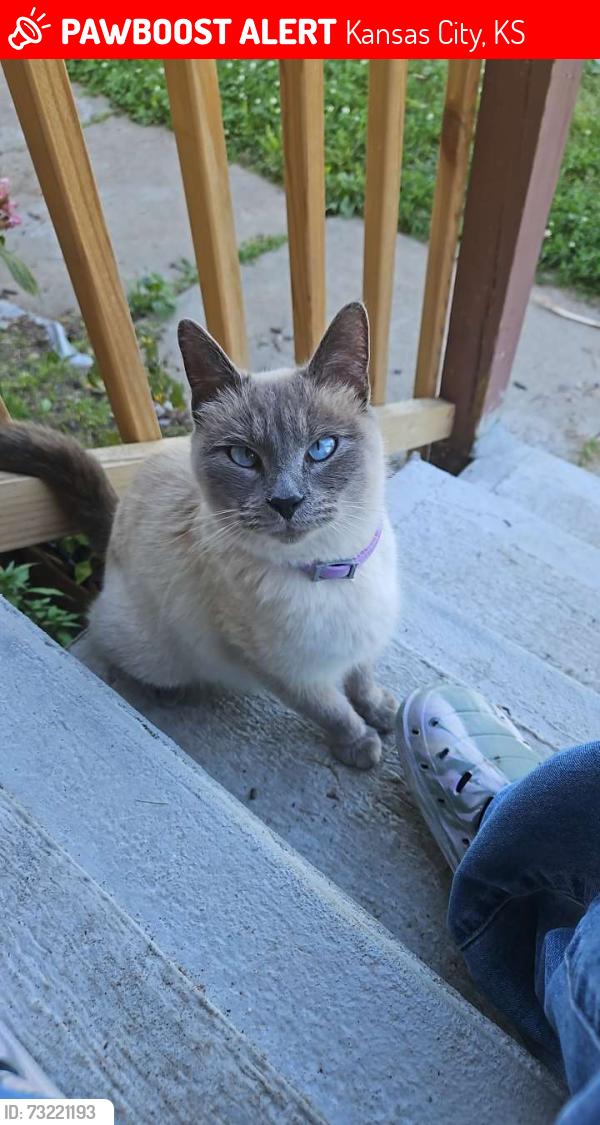Lost Female Cat last seen 83rd terrace, Kansas City, KS 66112