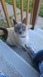 Lost Female Cat last seen 83rd terrace, Kansas City, KS 66112