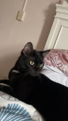 Lost Male Cat last seen 25th ave and 52nd st, Kenosha, WI 53144