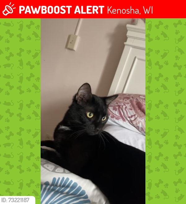 Lost Male Cat last seen 25th ave and 52nd st, Kenosha, WI 53144