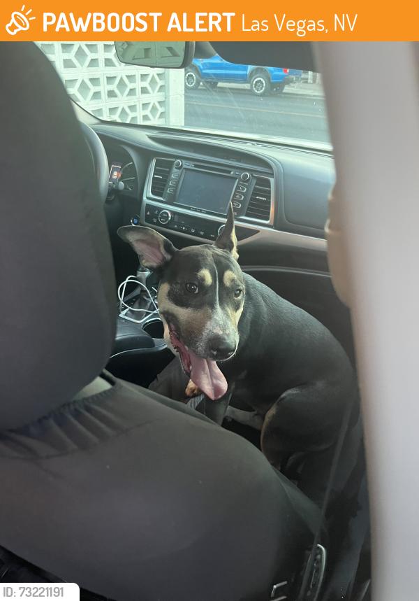 Found/Stray Female Dog last seen 6th st and E Oakey blvs, Las Vegas, NV 89104