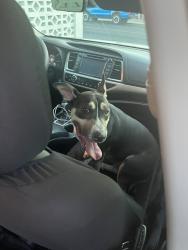 Found/Stray Female Dog last seen 6th st and E Oakey blvs, Las Vegas, NV 89104