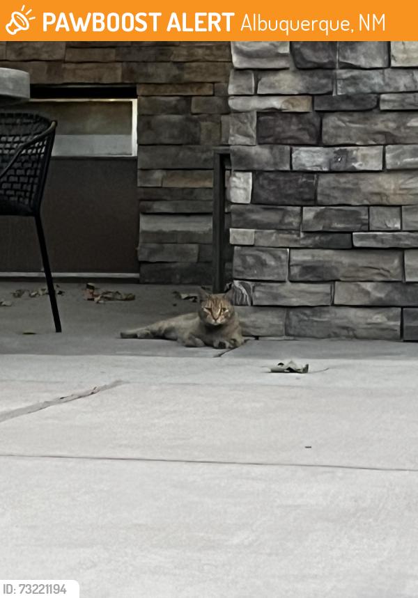 Found/Stray Unknown Cat last seen Cat found in pool area of the montecito apmts off Harper and pan American, Albuquerque, NM 87109