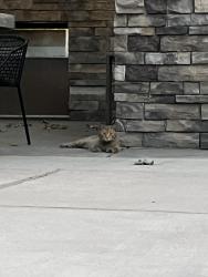 Found/Stray Unknown Cat last seen Cat found in pool area of the montecito apmts off Harper and pan American, Albuquerque, NM 87109