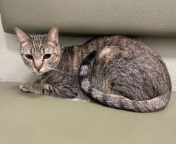 Reunited Male Cat last seen Pennant Ct & Slice Way, Temecula, CA 92591