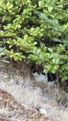 Reunited Unknown Cat last seen Fred meyer on bridgeport, University Place, WA 98466