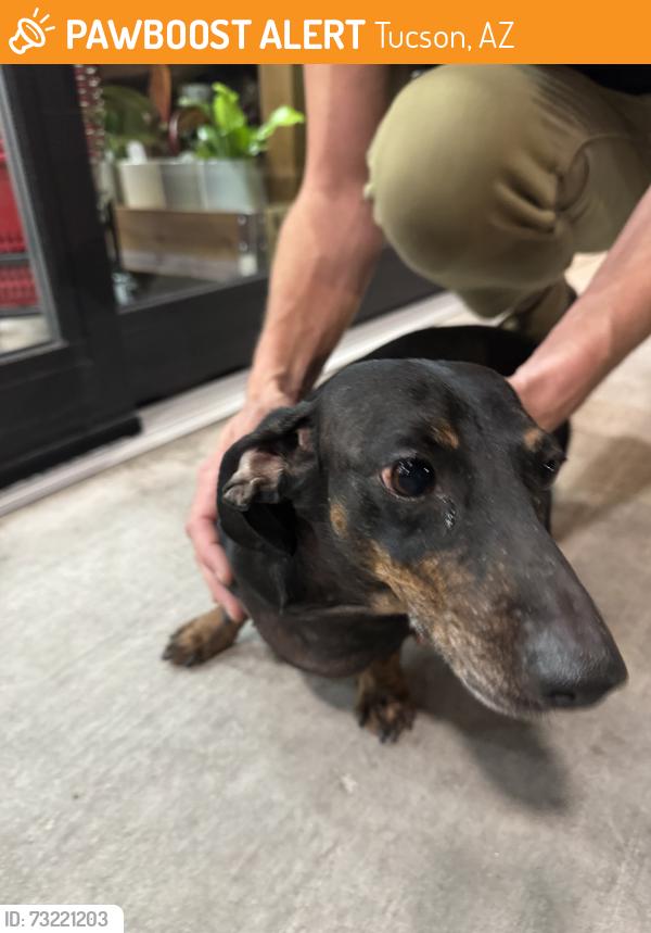Found/Stray Female Dog last seen Broadway and Plumer, Tucson, AZ 85719
