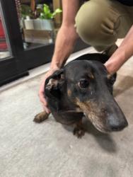 Found/Stray Female Dog last seen Broadway and Plumer, Tucson, AZ 85719