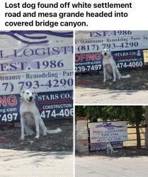 Found/Stray Unknown Dog last seen White settlement and covered bridge, Fort Worth, TX 76108