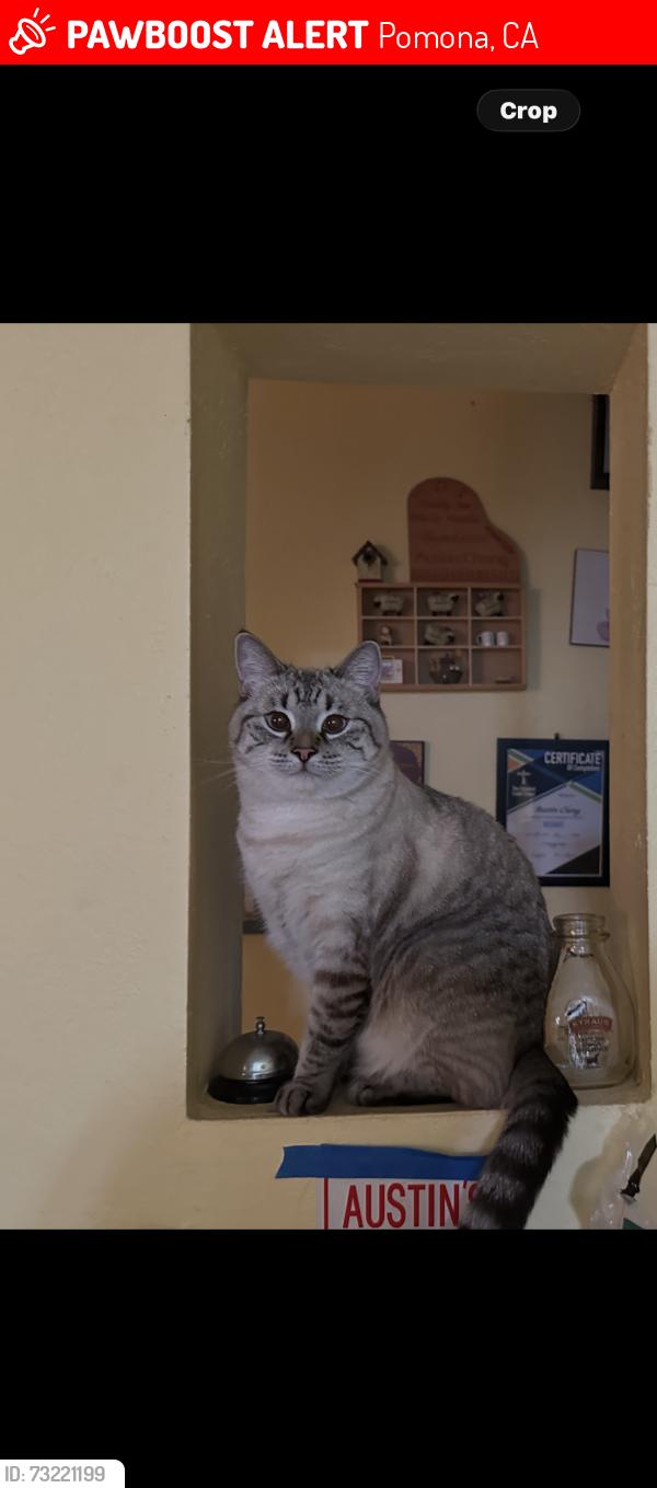 Lost Female Cat last seen Temple & Avenida Rancheros, Pomona, CA 91768