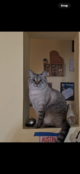 Lost Female Cat last seen Temple & Avenida Rancheros, Pomona, CA 91768