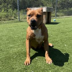 Shelter Stray Female Dog last seen , 54687 Co Rd 19, Bristol, IN 46507, USA