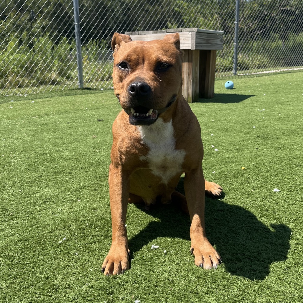Shelter Stray Female Dog last seen , 54687 Co Rd 19, Bristol, IN 46507, USA