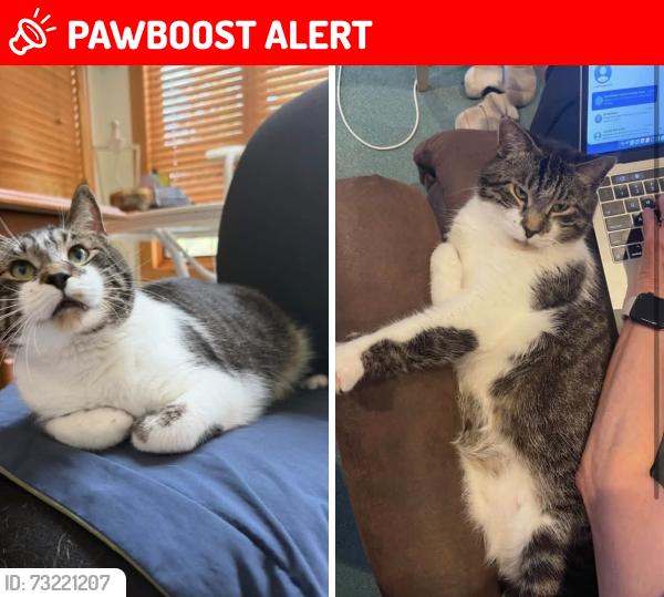 Lost Male Cat last seen Copperfield Drive, Mendota Heights, MN 55120