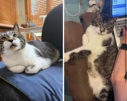 Lost Male Cat last seen Copperfield Drive, Mendota Heights, MN 55120