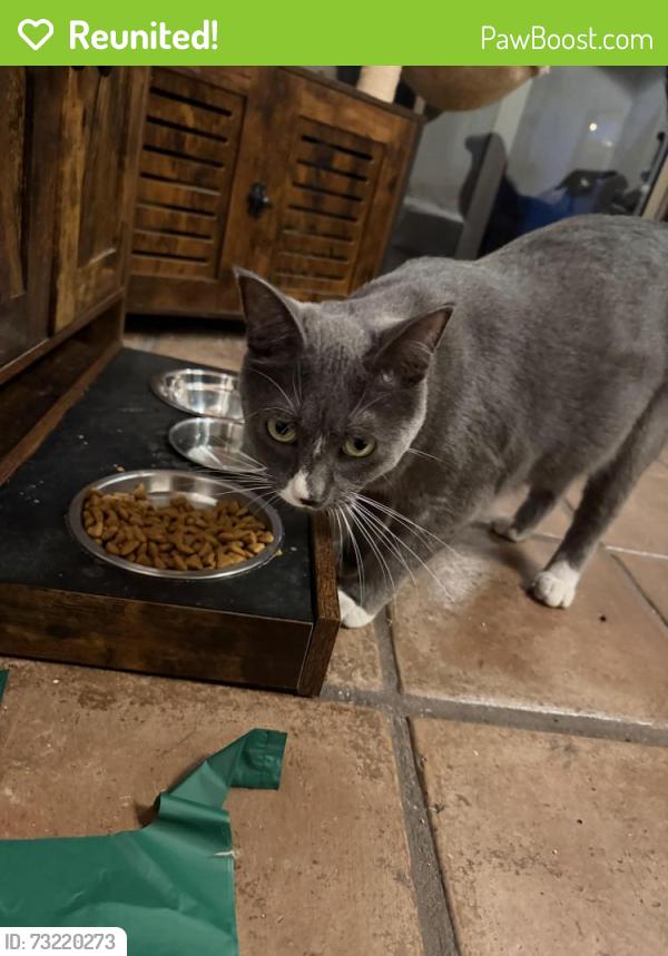 Reunited Male Cat last seen Near Via La Circula, Redondo Beach, CA 90277