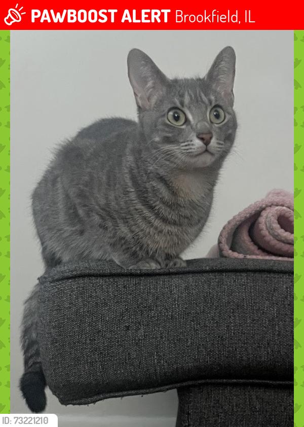 Lost Female Cat last seen Madison and 31st, Brookfield, IL 60513